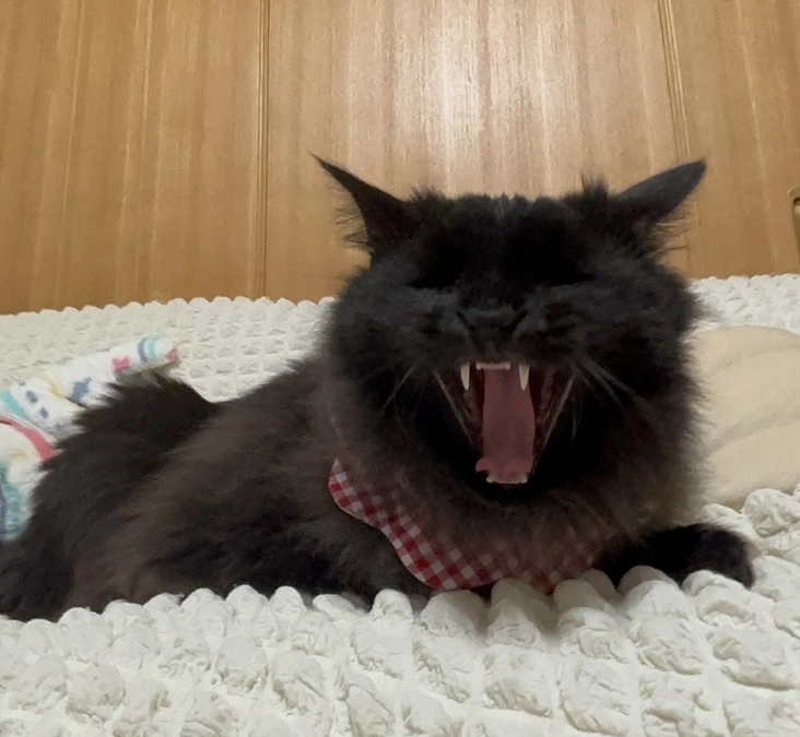 相馬くん正式譲渡