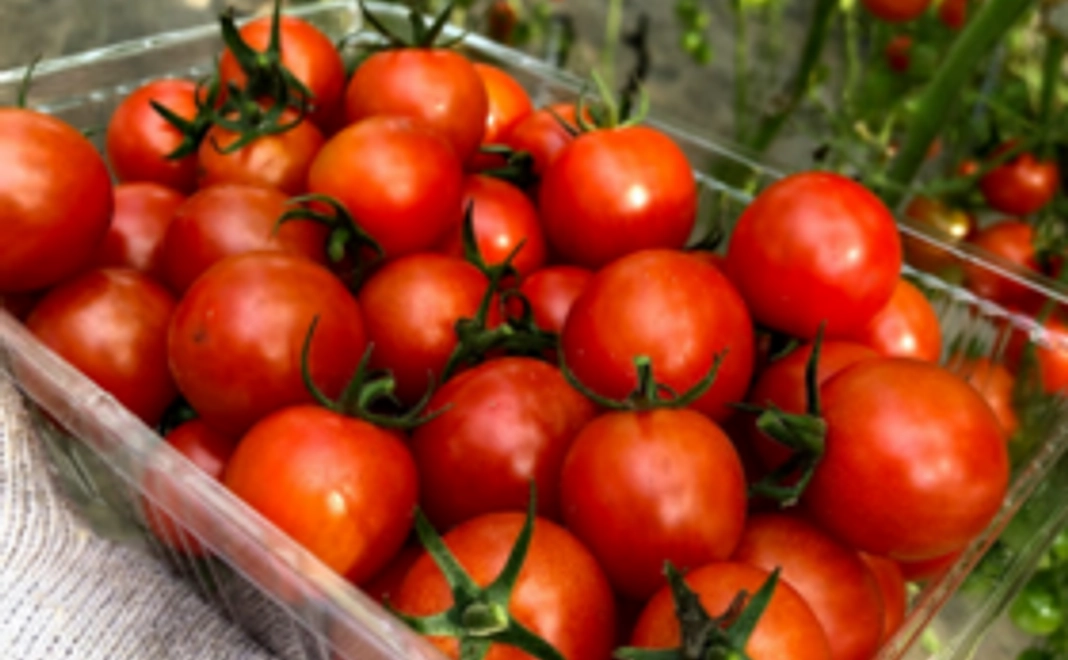 【生徒１人の１回分の実施参加費相当になります】Aコース「ご支援メンバー登録」「ミニトマト摘み体験付説明会参加チケット」