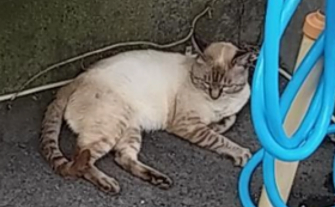 全力応援Bコース