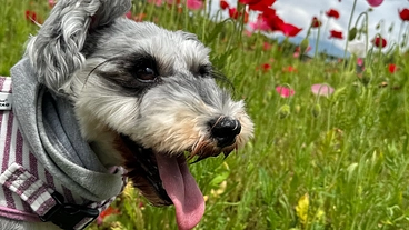 元繁殖犬のもるあにお力添えを！！ のトップ画像