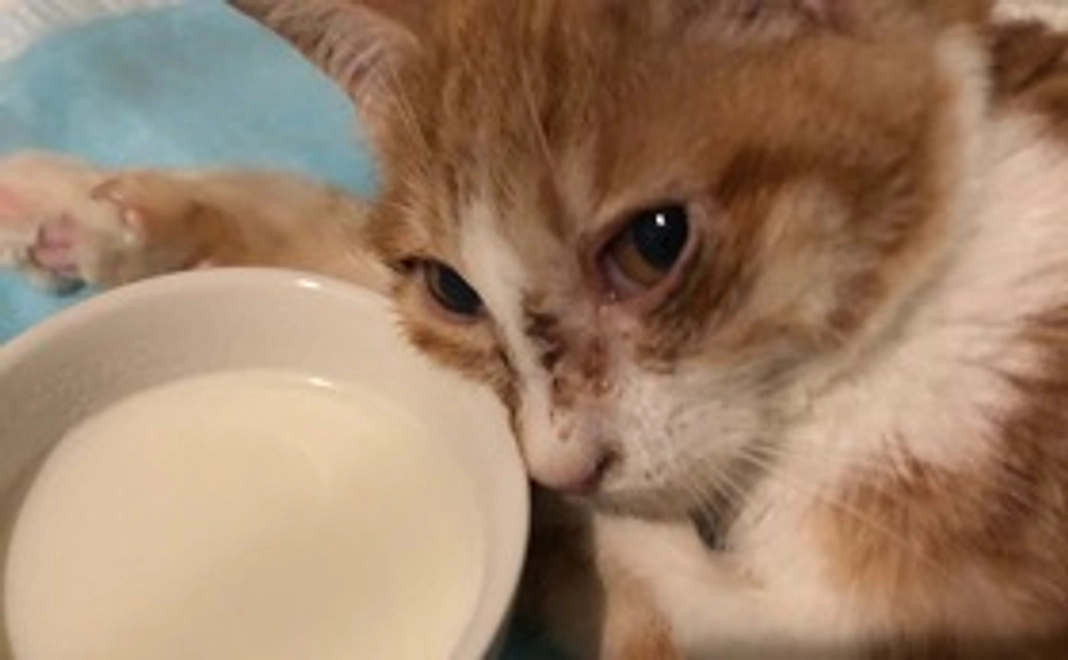 フーコ頑張れ!!(500円)