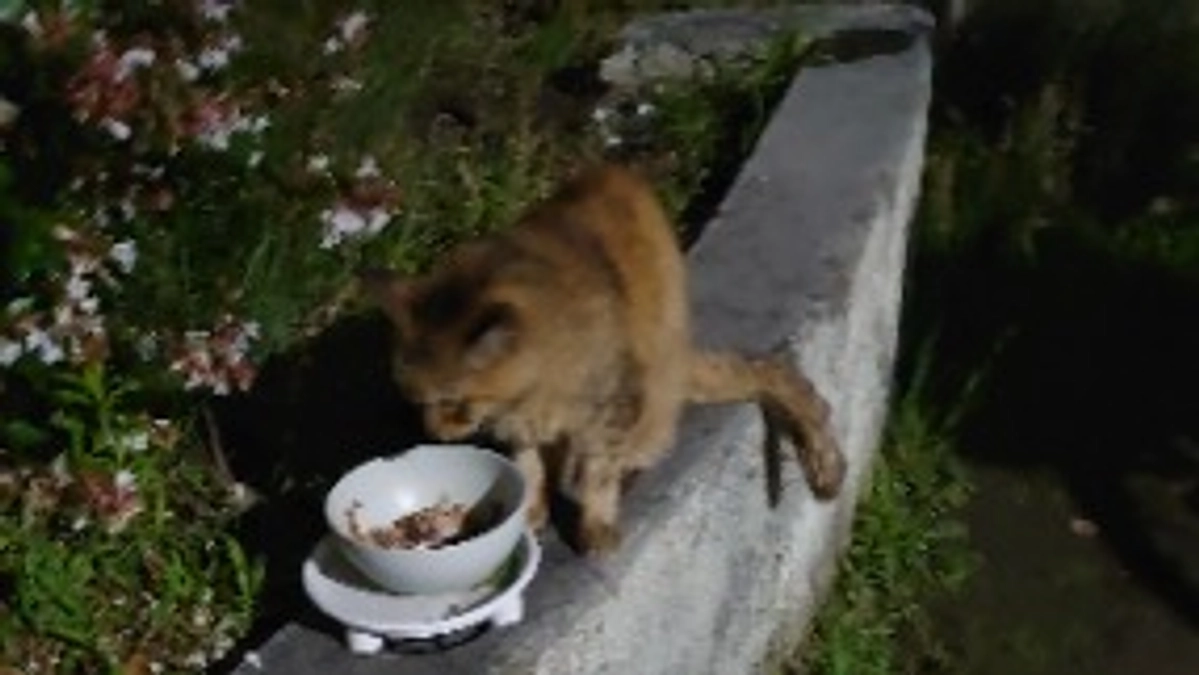 サビ見つかりました。