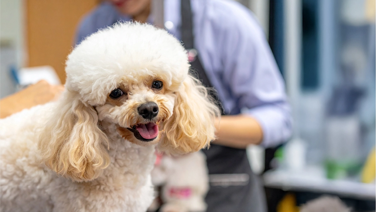 犬と飼い主、どちらも無理しないで過ごせる、やさしい暮らしのために出来ること