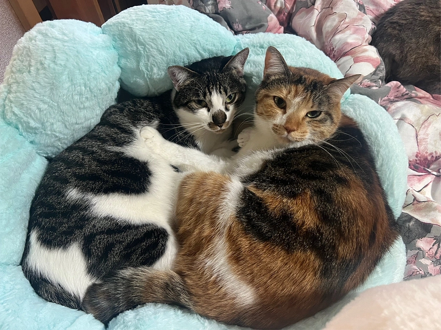 多頭飼育崩壊を防ぎたい！！　クラウドファンティング終了まで残り10日