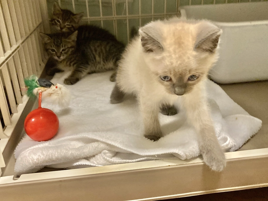 挑戦17日目‼️子猫シーズン