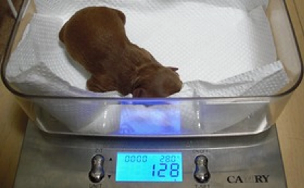 ショコラ応援コース１