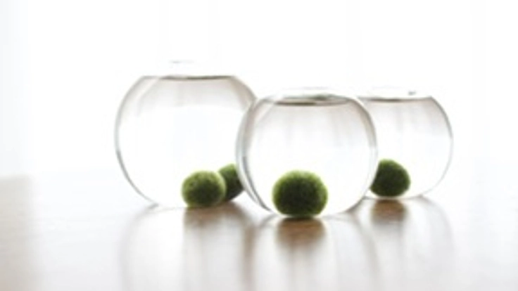 まりも写真の個展開催