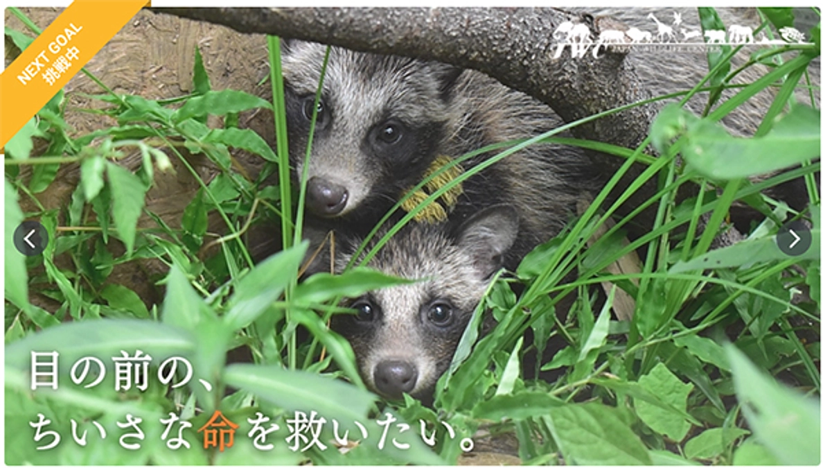 ジャパンワイルドライフセンター（JWC）のクラファン挑戦終了が近づいてきました