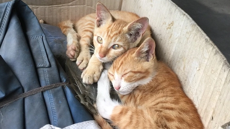 陸の孤島のネコたちを救出したい！ 保護救出＆保護猫シェルター建設 2枚目