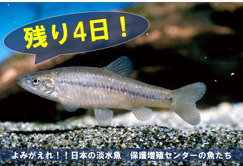 保護増殖センターの魚たち⑥【クラファン終了まで残り4日】