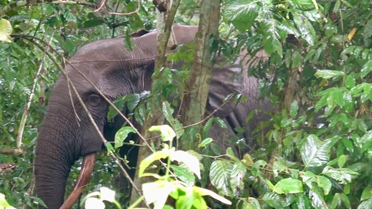 ゾウの楽園は健在でした！　５年越しの宿題『ロベケ現地ご案内』リターン完了を迎えることができました❣️