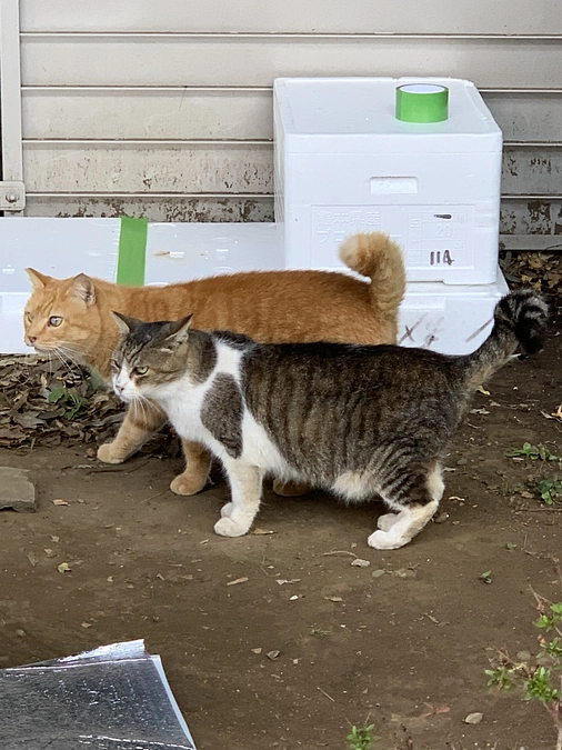 今朝の予定。11月2日。