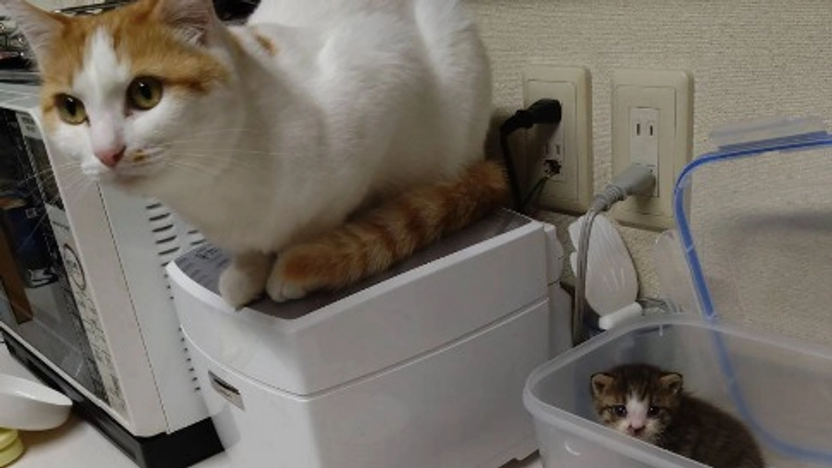 里親会とちびっ子保護