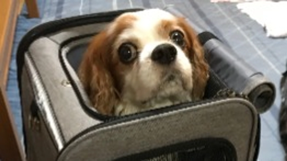 術後20日目、病院慣れの虎太郎