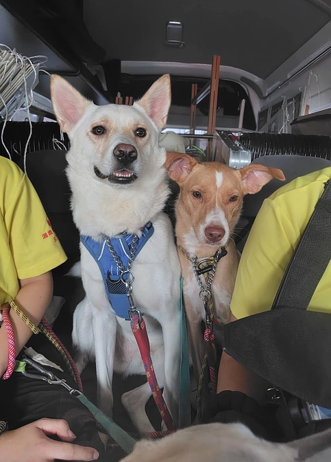 譲渡会をしました。茅ヶ崎市保健所