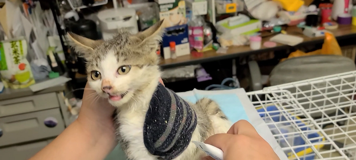 奇跡の生還‼イナクル君‼まさかの譲渡失敗💦