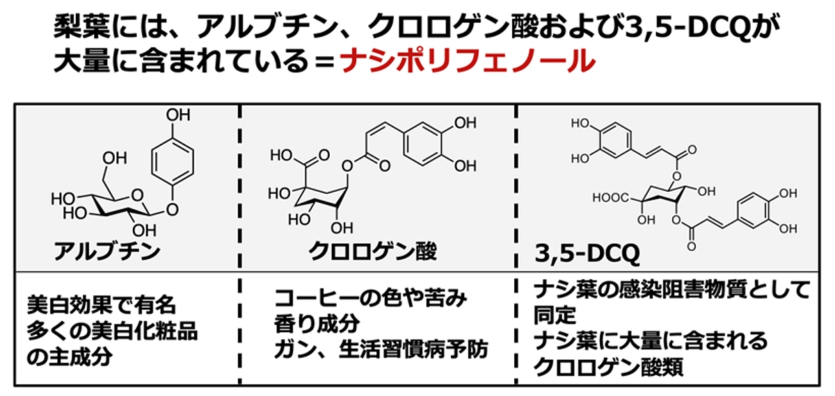 梨葉ポリフェノールの魅力！