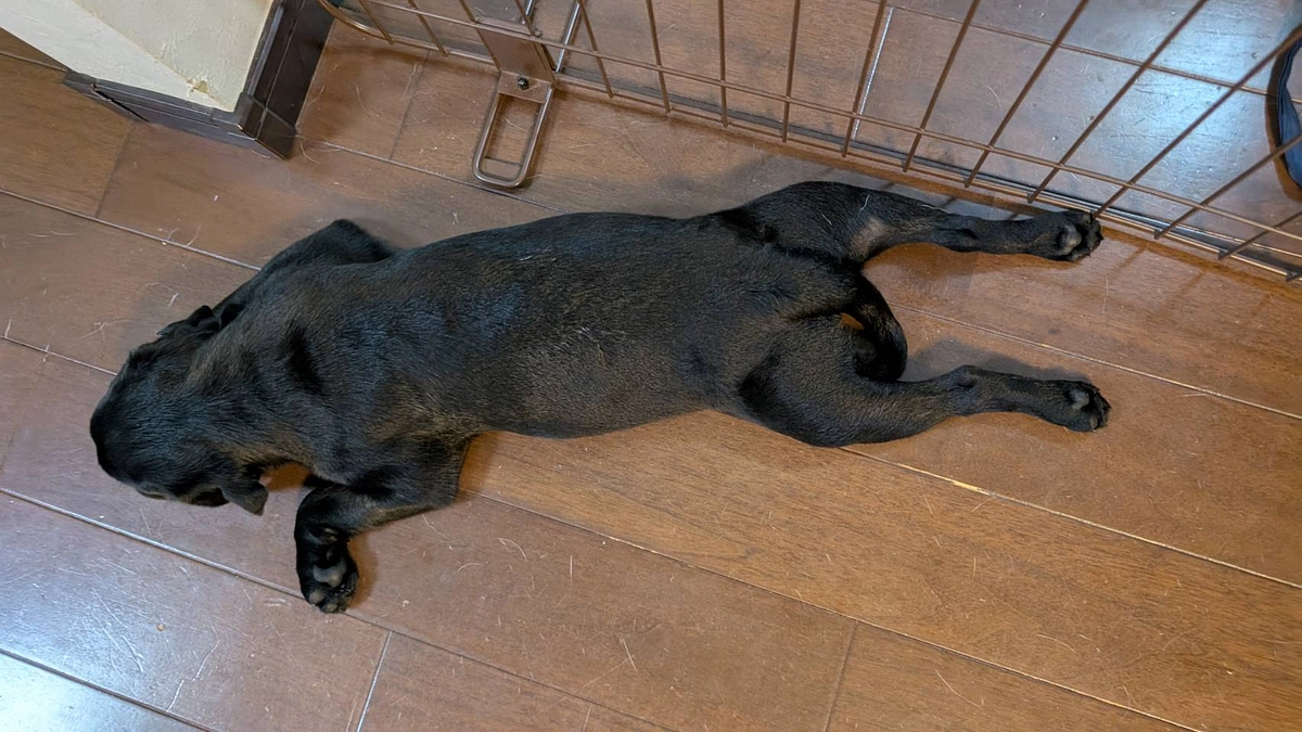 ゆっけ6ヶ月の誕生日でした🎂