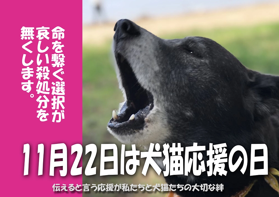11月22日は犬猫応援の日です。