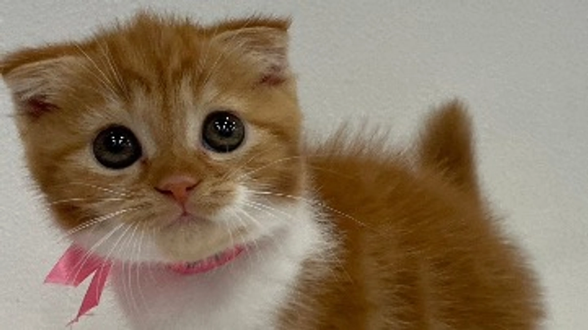 新たに19頭の猫を保護しました！