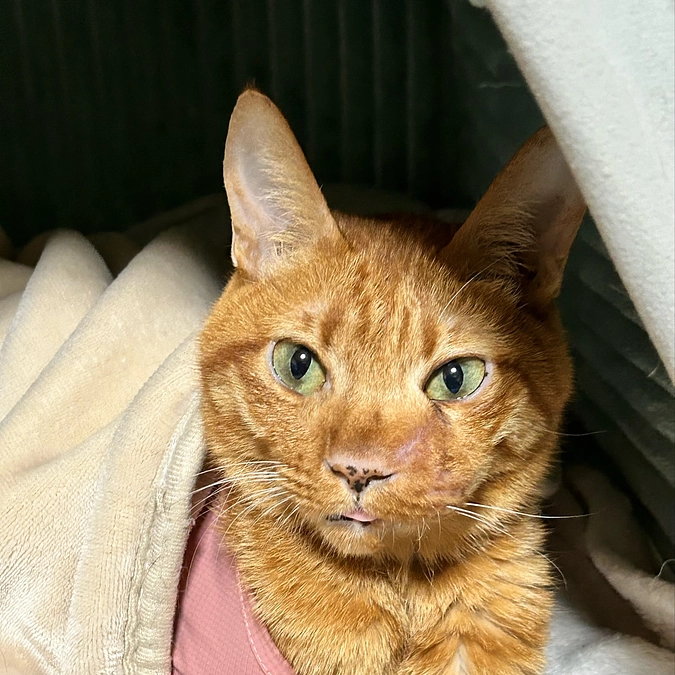 7/10   16回目の抗がん剤治療　2.76kg