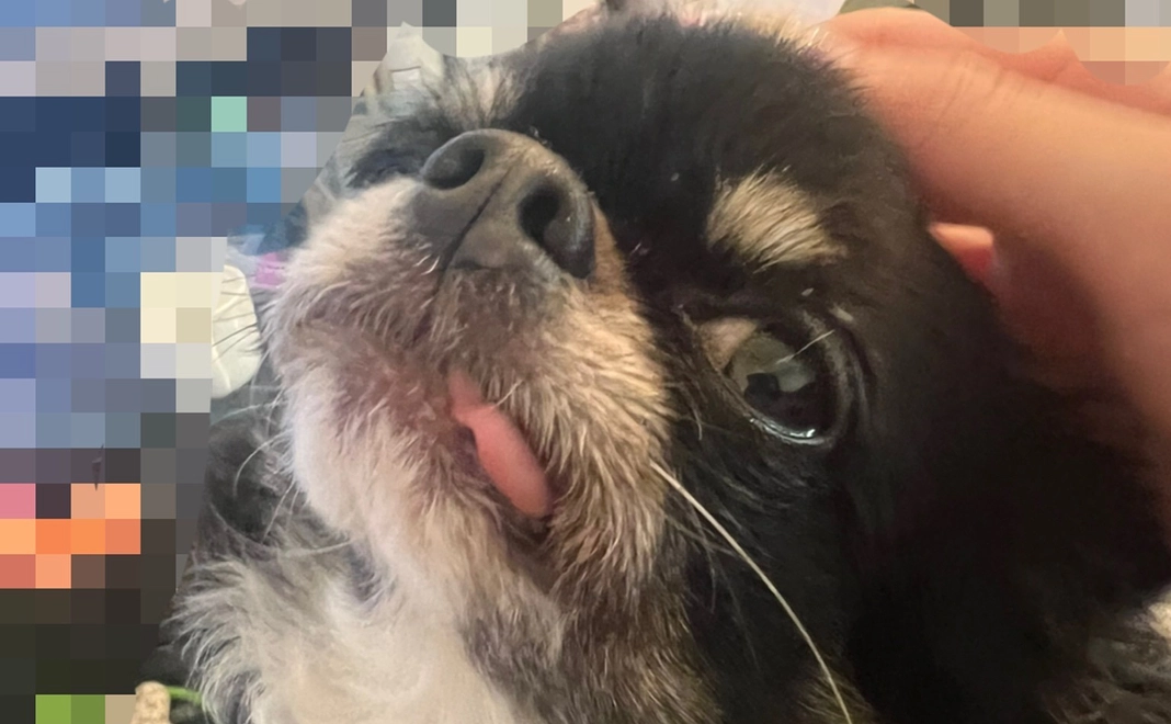 メルへの支援、感謝いたします２