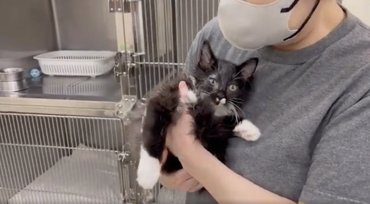 【あと1日】1頭でも多くの被災猫に医療を届け、幸せな未来へ繋いでいきたい。皆様からのご支援が必要です