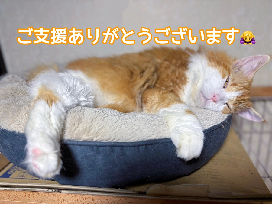 ご支援ありがとうございます🙇‍♀️