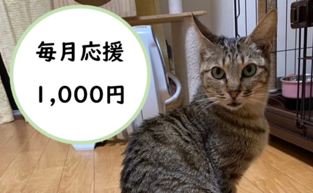 毎月応援！1,000円