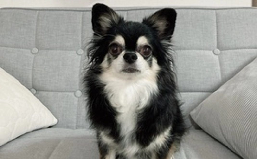 ココへの応援１