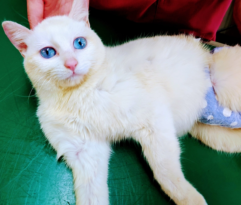 かんなちゃんの状態。。。