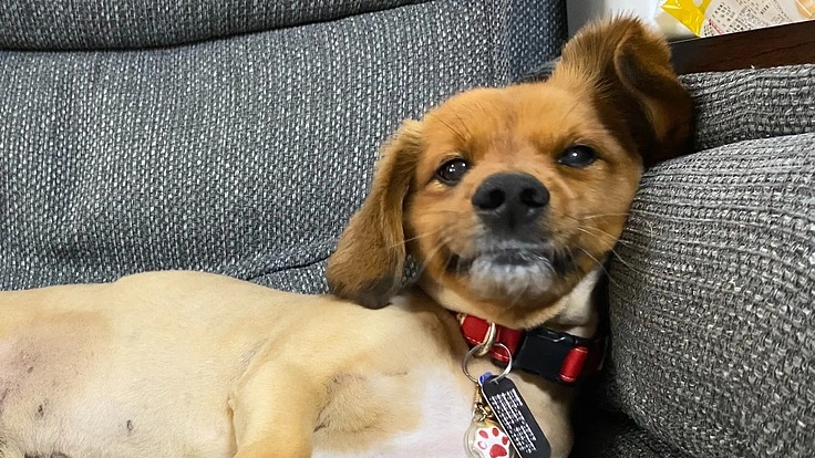 僧帽弁閉鎖不全のころちゃんを、元気にお散歩させてあげたい