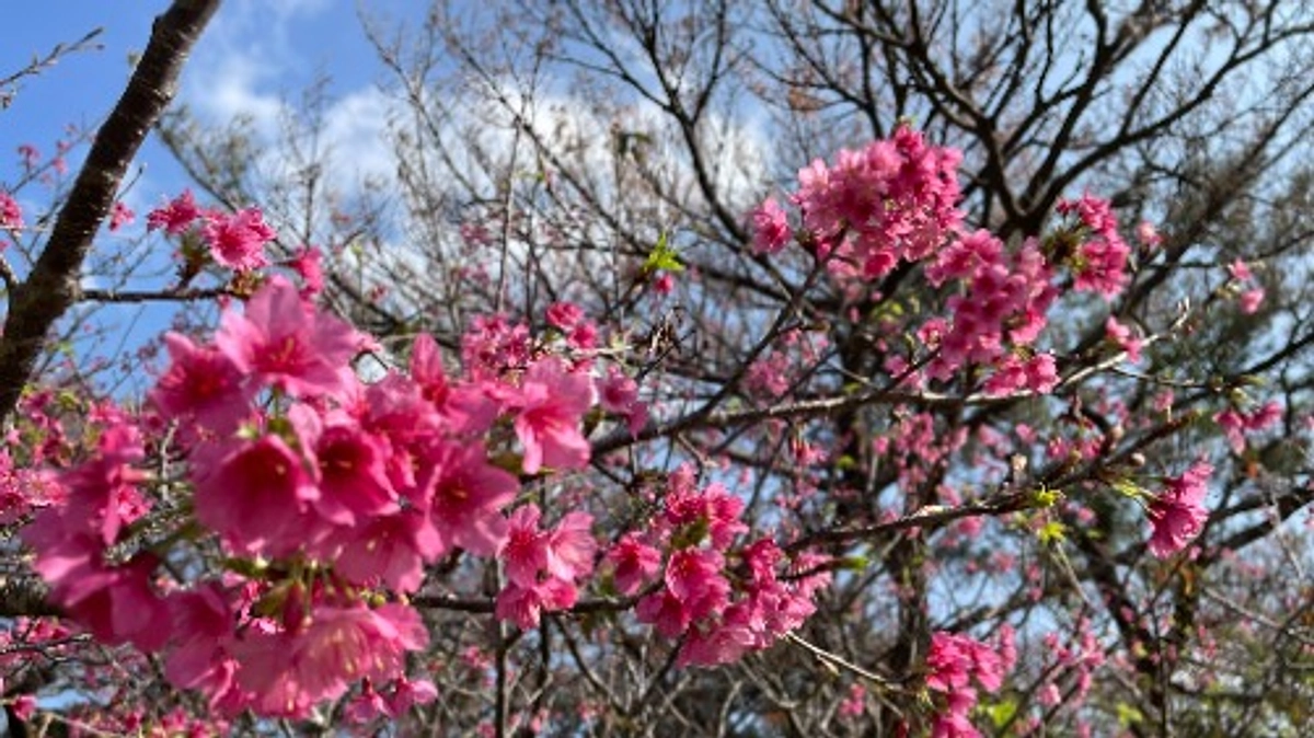 20240227_クラウドファンディング10日経過、グループホームの近況と皆様へのお礼、お願い