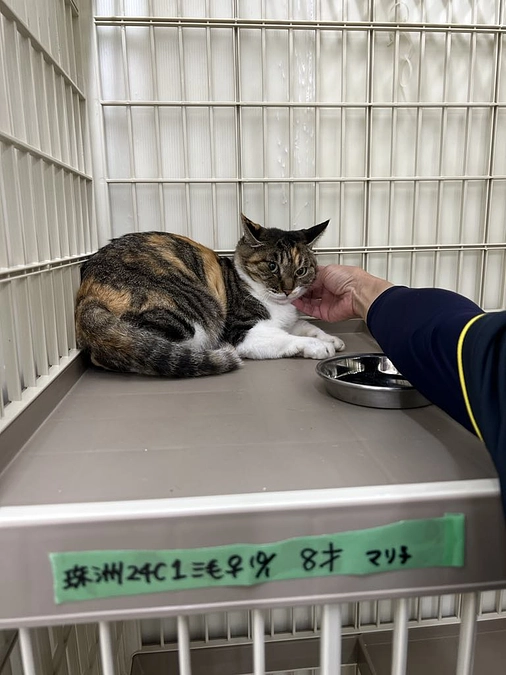 朝日新聞が運営する「Ｓｉｐｐｏ」～能登半島被災猫、香取章子が寄稿した第3回目の記事が公開されました