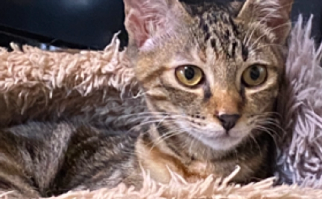 やわ球応援ありがとうコース！1