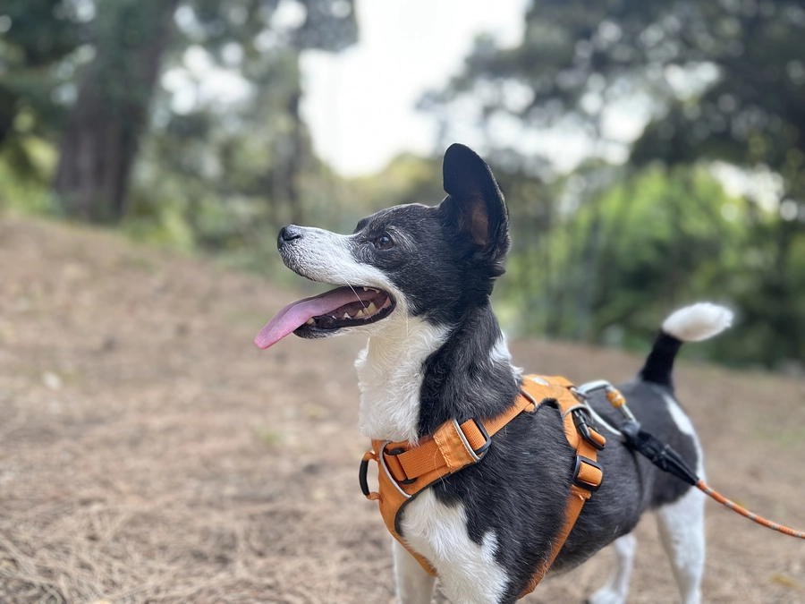 今日のニコちゃん　クラファン残り7日