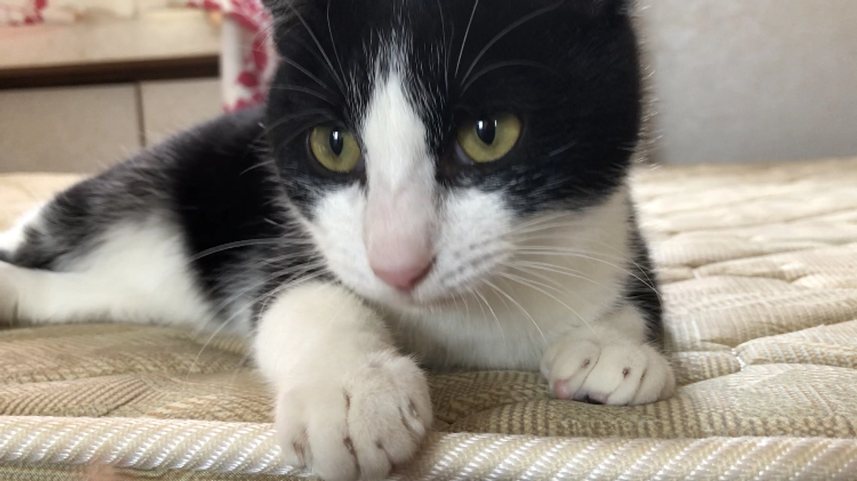 保護猫紹介⭐️コンビニで出会ったおにぎり