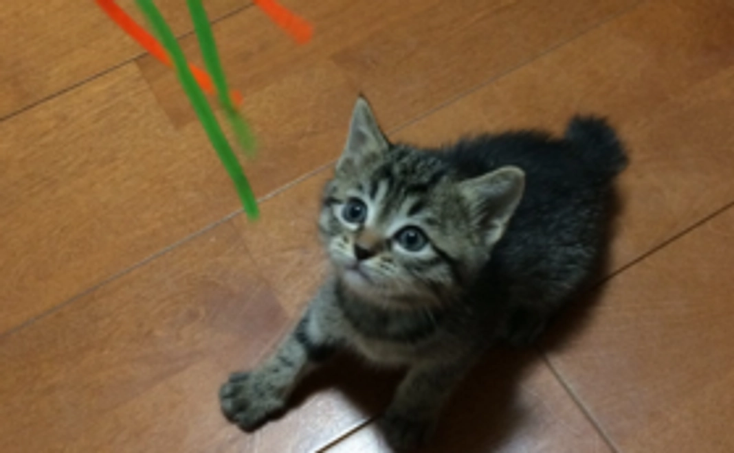 ふれあい保護猫カフェ体験