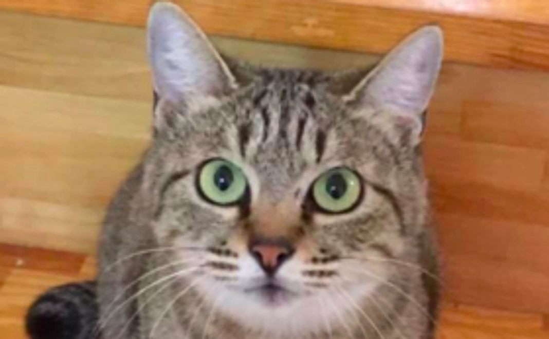 ＜ジョートフル熊本オリジナルポストカード＋報告書＞