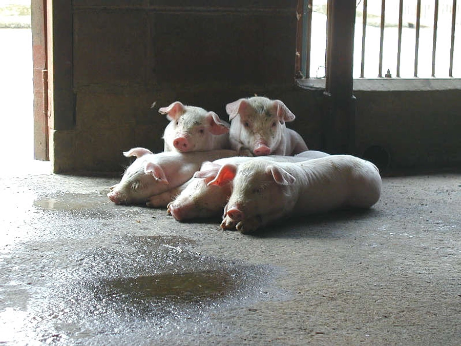 クラウドファンディング目標達成のご報告と御礼