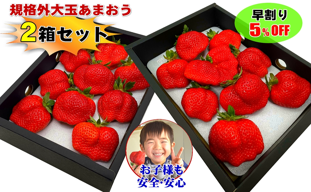 【早割】（3月収穫分）規格外の大玉あまおう５００ｇ以上×２箱(3月収穫分)大玉あまおうギフト約500g×2箱