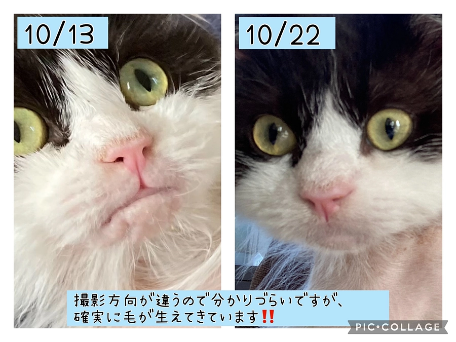 10/22のテオくんの様子