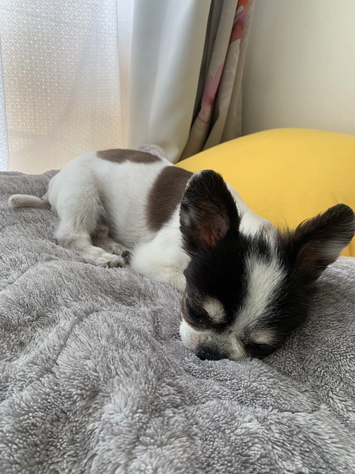 咳多くなってきました💦