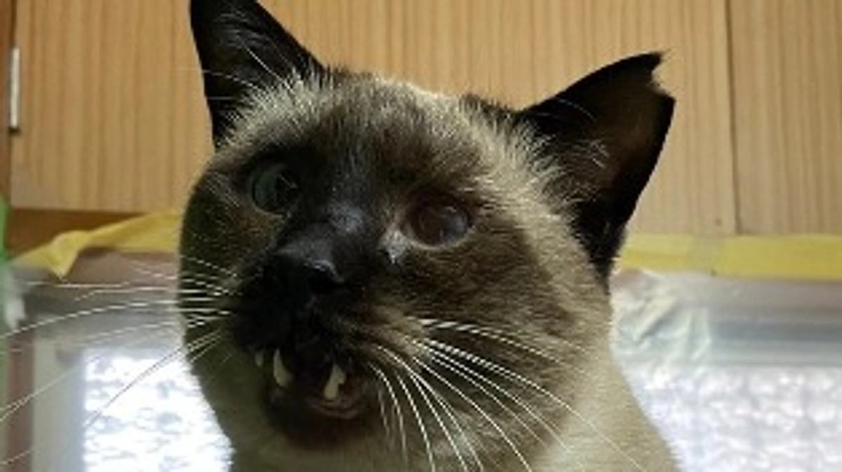 第2シェルターの猫達のこと