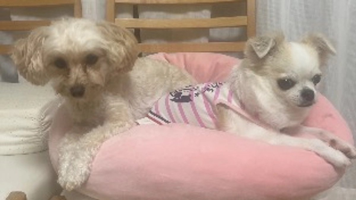 最近の麦の様子