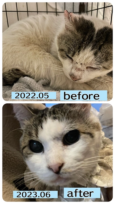 大ちゃんを保護して下さった【おおずねこの会】和田代表から応援メッセージを頂きました🙇‍♀️