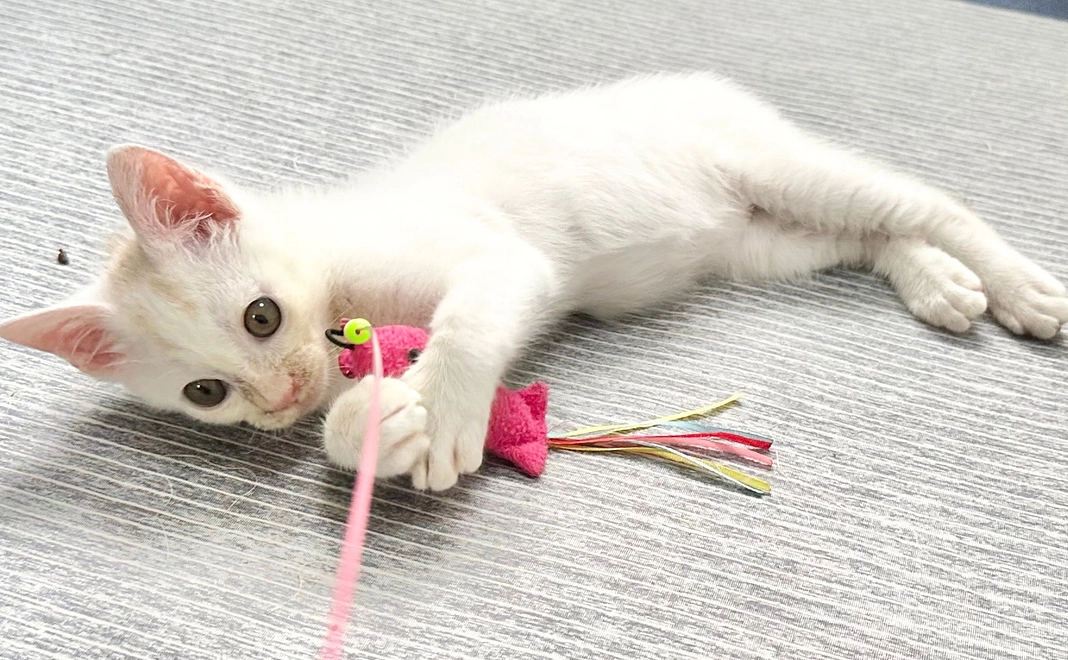 あたりまえの暮らしをさせてあげたい!!