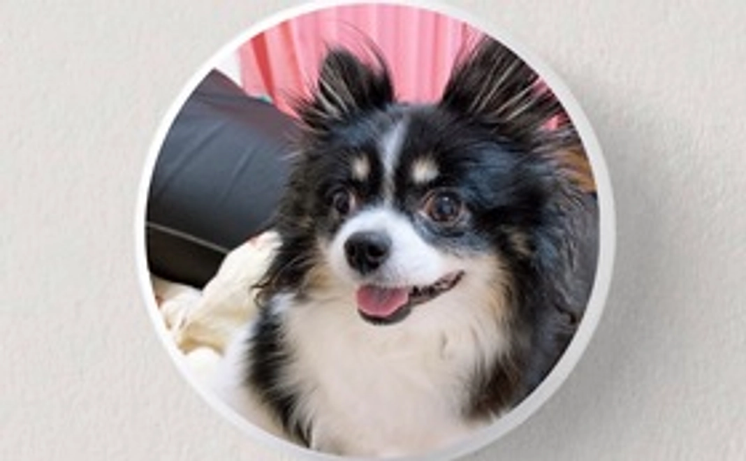 感謝のお手紙、愛犬の缶バッジ