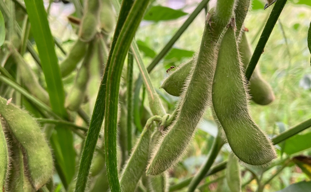 採れたて無農薬野菜