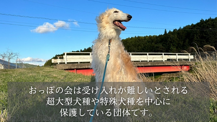 【緊急支援】おっぽの会の悲願「病院近くのシェルター移転」の実現へ! 2枚目